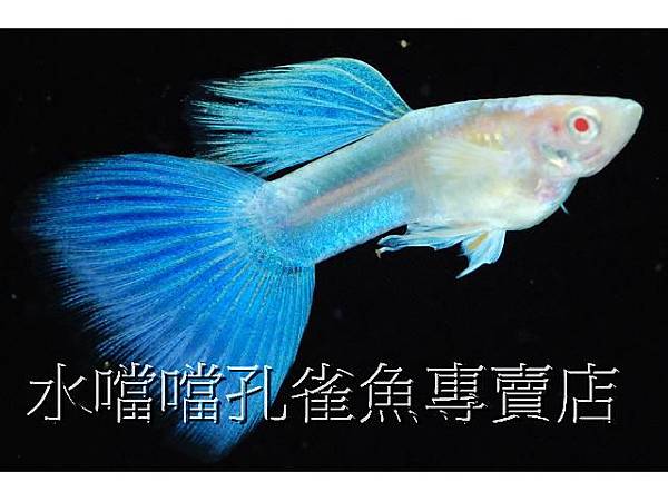 水噹噹孔雀魚002