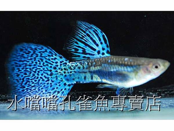 水噹噹孔雀魚003