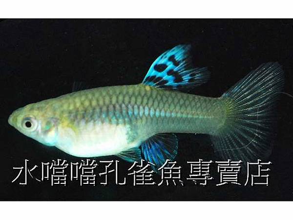 水噹噹孔雀魚005