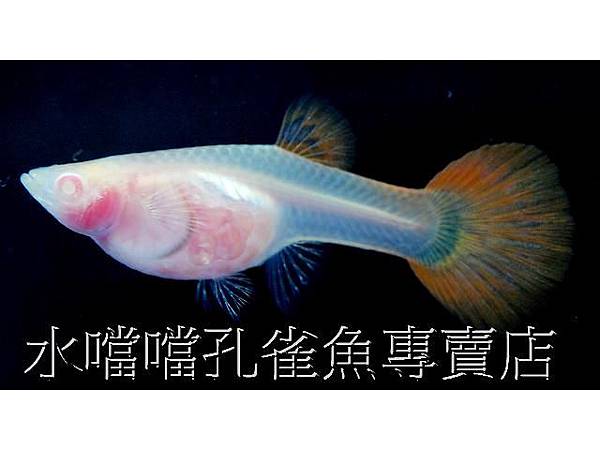 水噹噹孔雀魚006