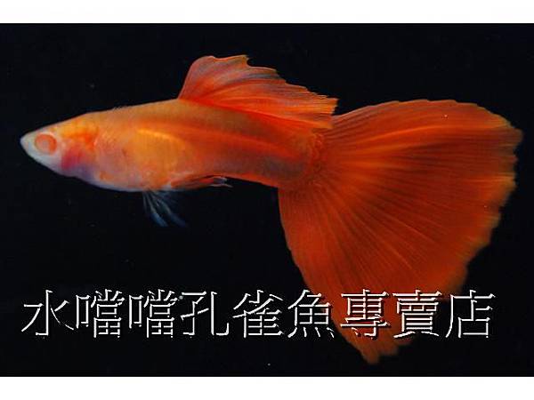 水噹噹孔雀魚001