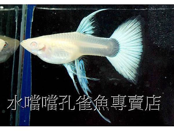 水噹噹孔雀魚006