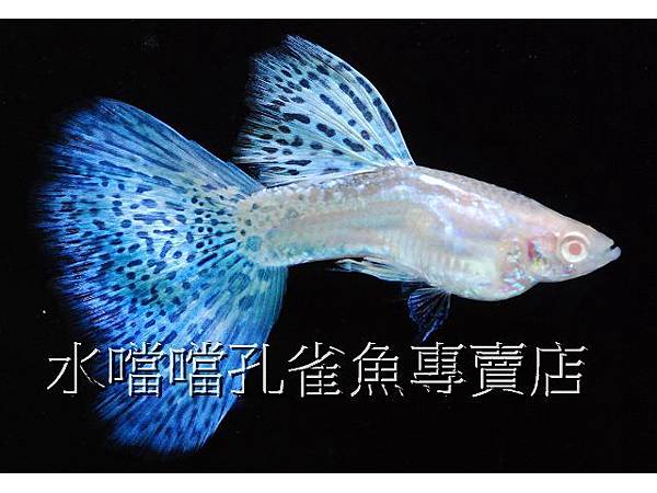 水噹噹孔雀魚專賣店004