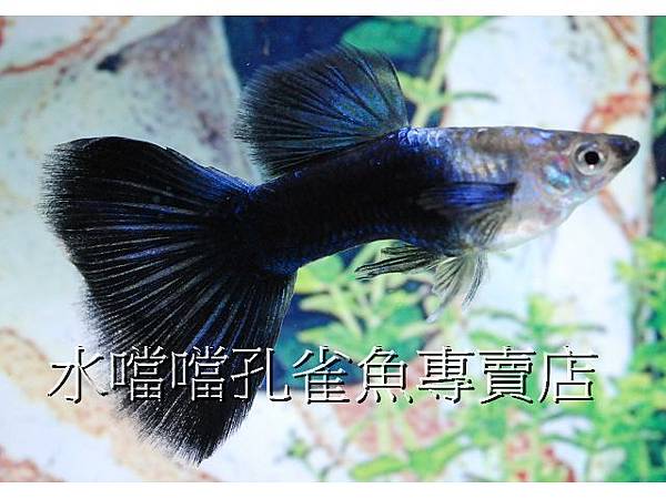 水噹噹孔雀魚專賣店004