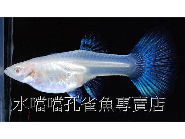 水噹噹孔雀魚專賣店005