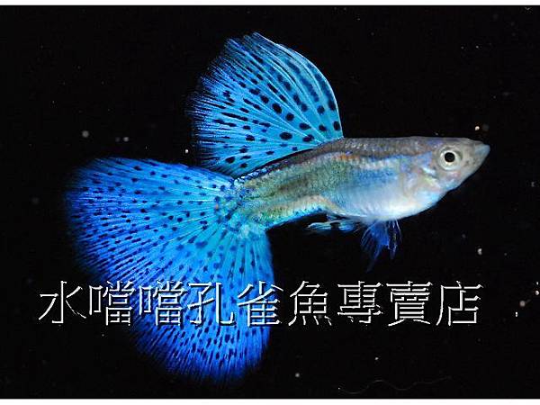 水噹噹孔雀魚專賣店002