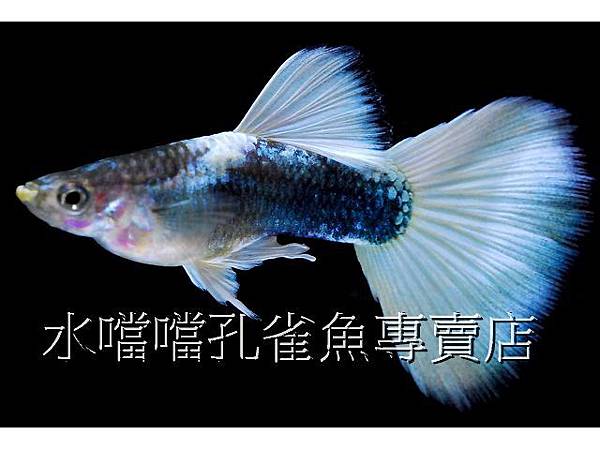 水噹噹孔雀魚專賣店003