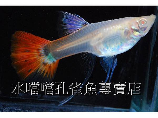 水噹噹孔雀魚專賣店006