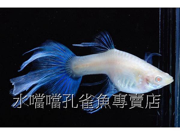 水噹噹孔雀魚專賣店006