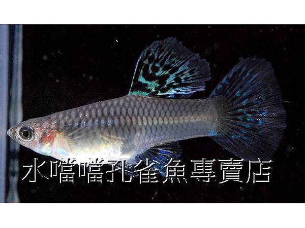 水噹噹孔雀魚專賣店003