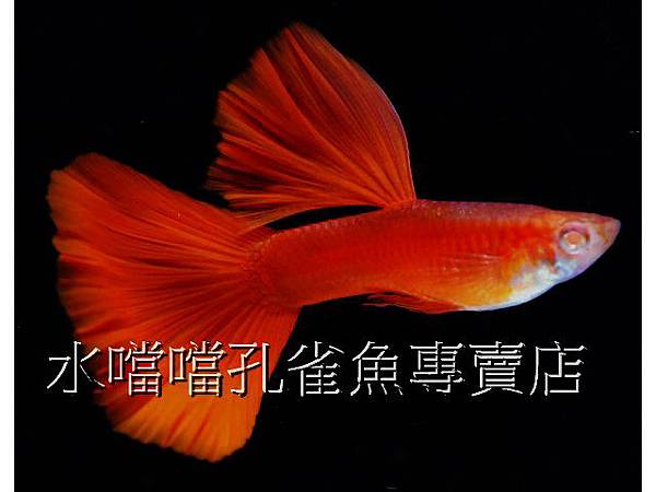 水噹噹孔雀魚專賣店002