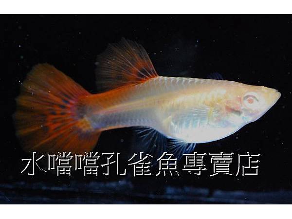 水噹噹孔雀魚專賣店006