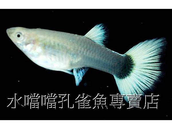 水噹噹孔雀魚003