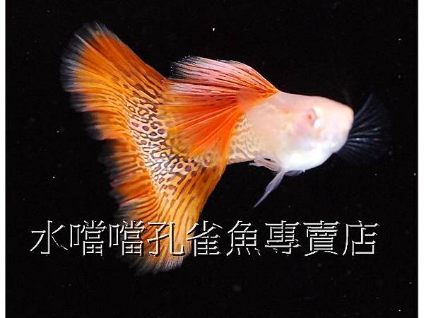 水噹噹孔雀魚專賣店007