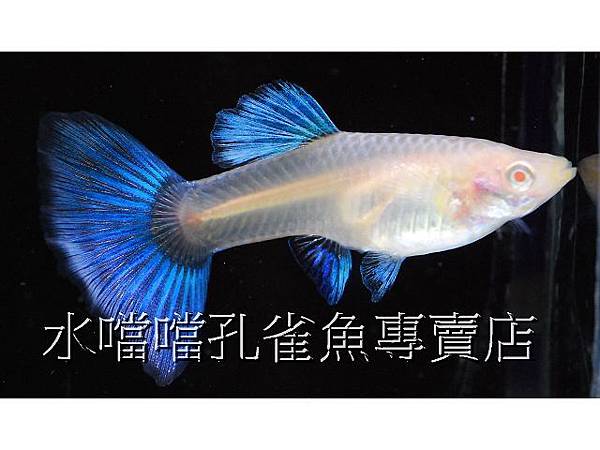 水噹噹孔雀魚專賣店005