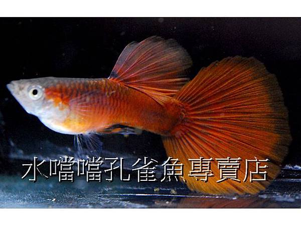 水噹噹孔雀魚專賣店002