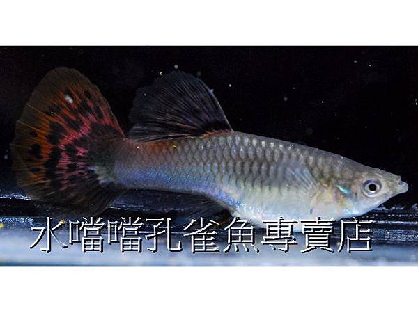 水噹噹孔雀魚專賣店005