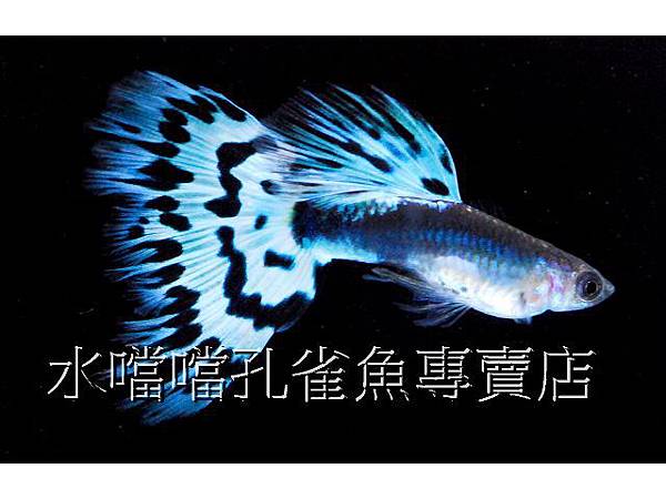 水噹噹孔雀魚專賣店001