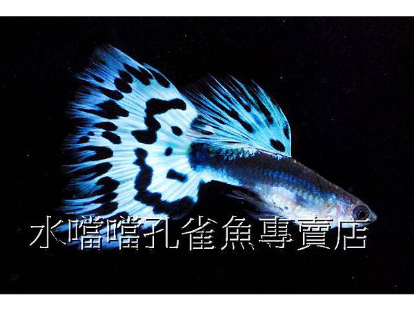 水噹噹孔雀魚專賣店003