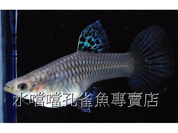 水噹噹孔雀魚專賣店005