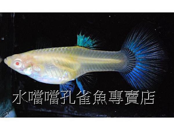 水噹噹孔雀魚專賣店006