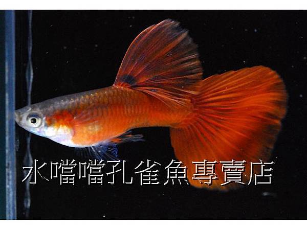 水噹噹孔雀魚專賣店001