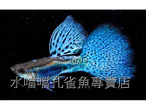 水噹噹孔雀魚專賣店006