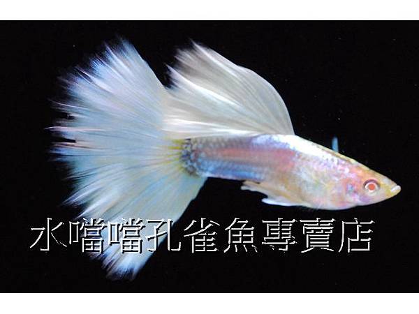 水噹噹孔雀魚專賣店005