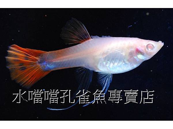 水噹噹孔雀魚專賣店003