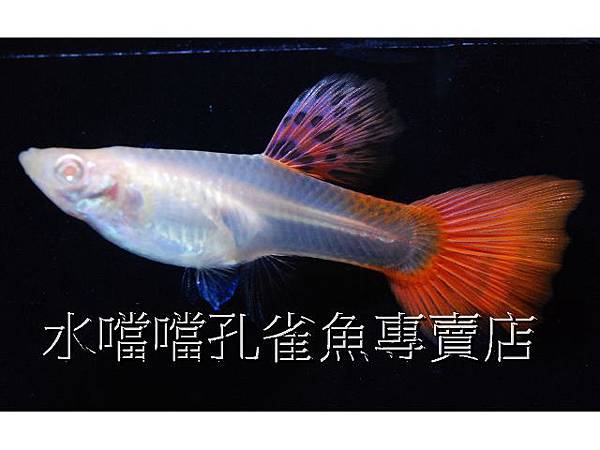 水噹噹孔雀魚專賣店002