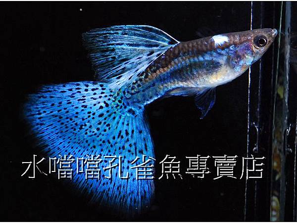 水噹噹孔雀魚專賣店007