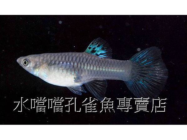 水噹噹孔雀魚專賣店004