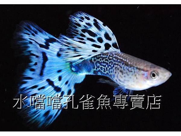 水噹噹孔雀魚專賣店003