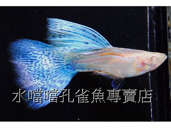 水噹噹孔雀魚專賣店001