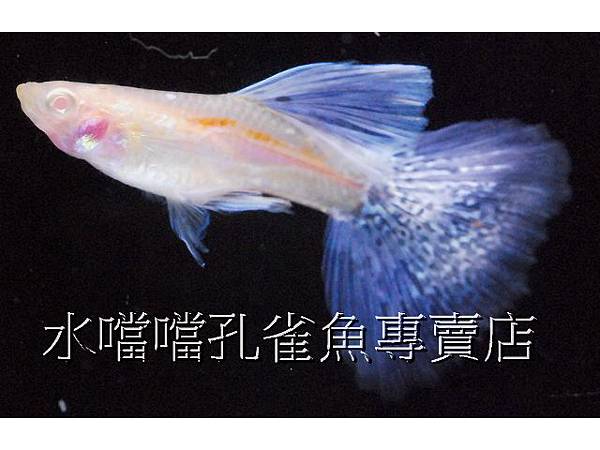 水噹噹孔雀魚專賣店002