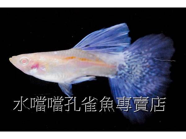 水噹噹孔雀魚專賣店003