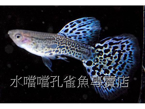 水噹噹孔雀魚專賣店002