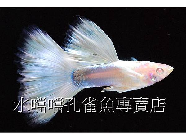 水噹噹孔雀魚專賣店005