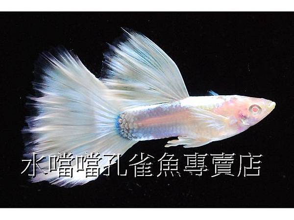 水噹噹孔雀魚專賣店006