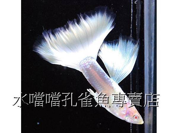 水噹噹孔雀魚專賣店003