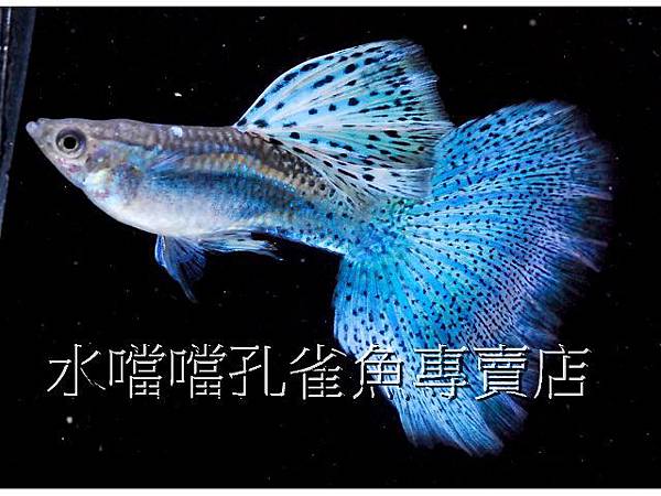 水噹噹孔雀魚專賣店004