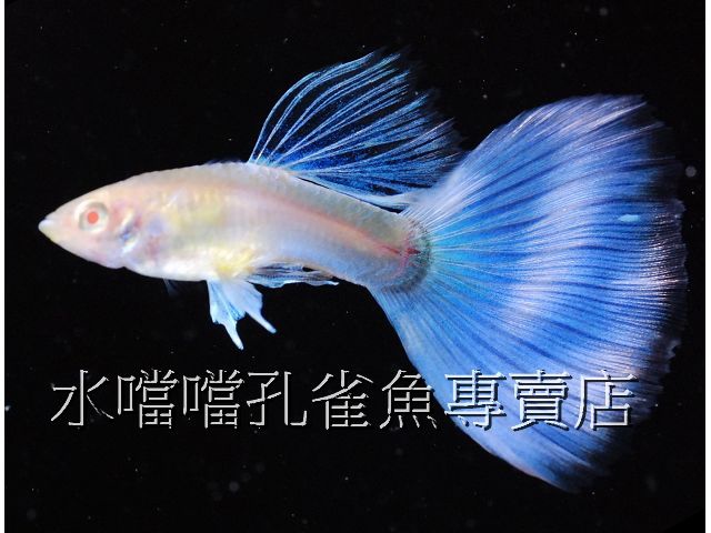 水噹噹孔雀魚專賣店002