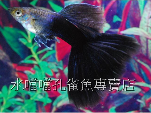 水噹噹孔雀魚專賣店004