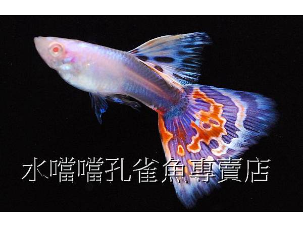 水噹噹孔雀魚專賣店004