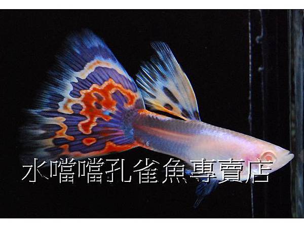 水噹噹孔雀魚專賣店005