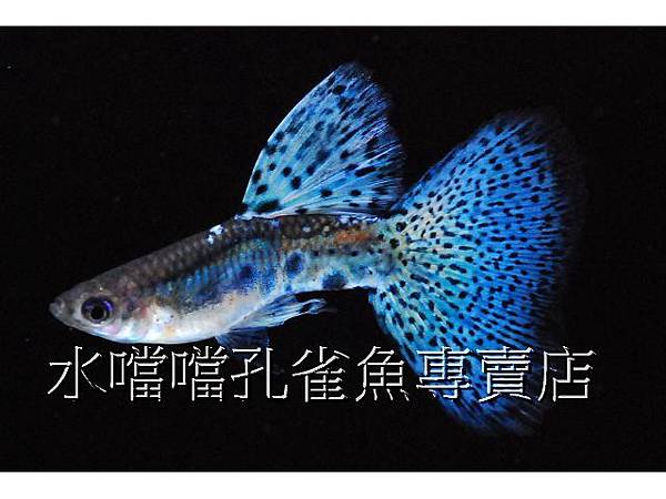 水噹噹孔雀魚專賣店005