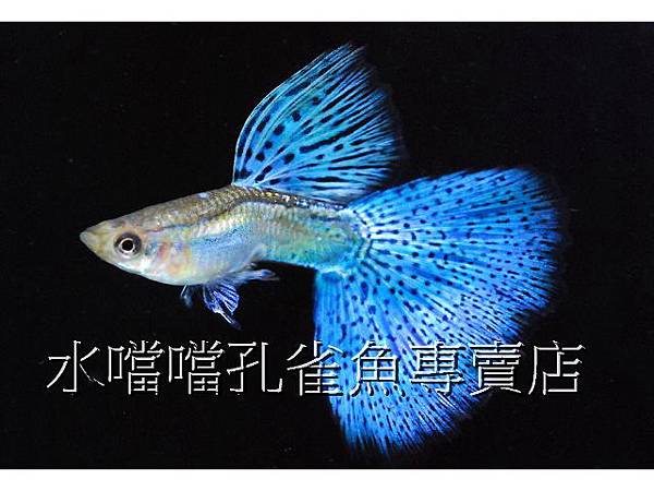 水噹噹孔雀魚專賣店001