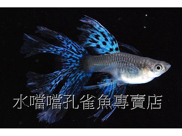 水噹噹孔雀魚專賣店009