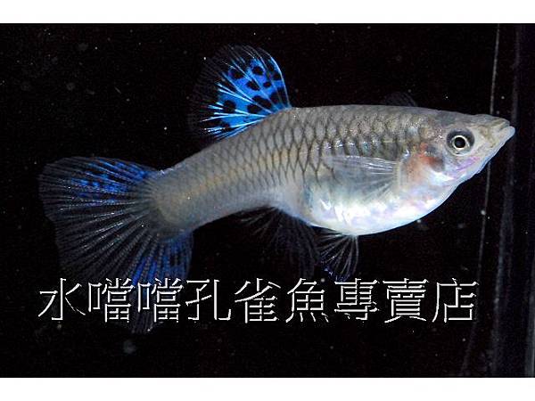 水噹噹孔雀魚專賣店006