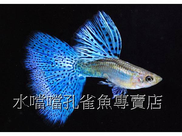 水噹噹孔雀魚專賣店003